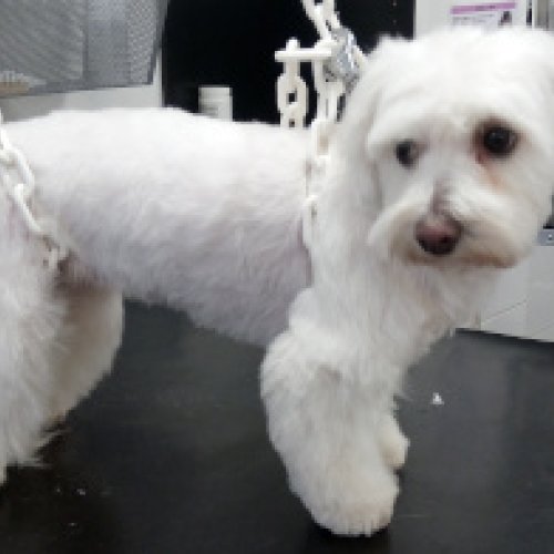 Bichon coupe pantalon