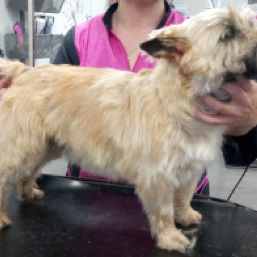 Cairn terrier