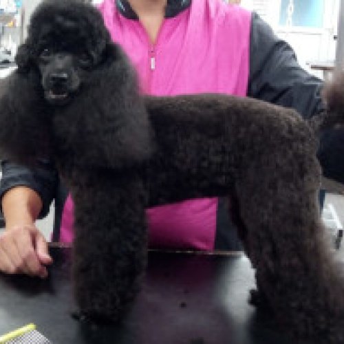 Caniche coupe pantalon