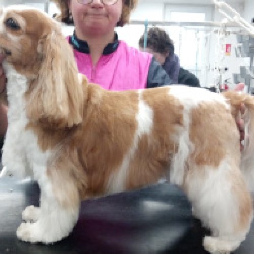 Cavalier King-Charles