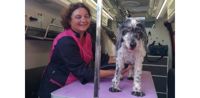 Séchage en toute sérénité Séchage et brushing du chien
