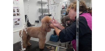 Soin et complicité avec le chien