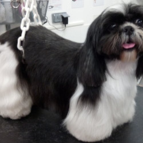 Shih Tzu poil long