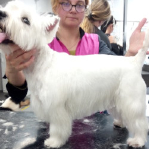 Westie coupe courte