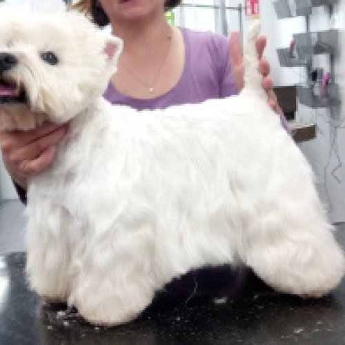 Westie poil long